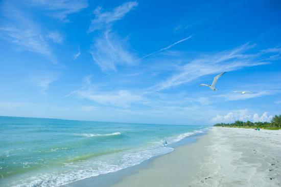 click on image to view more pictures taken in and around Sanibel and Captiva Island